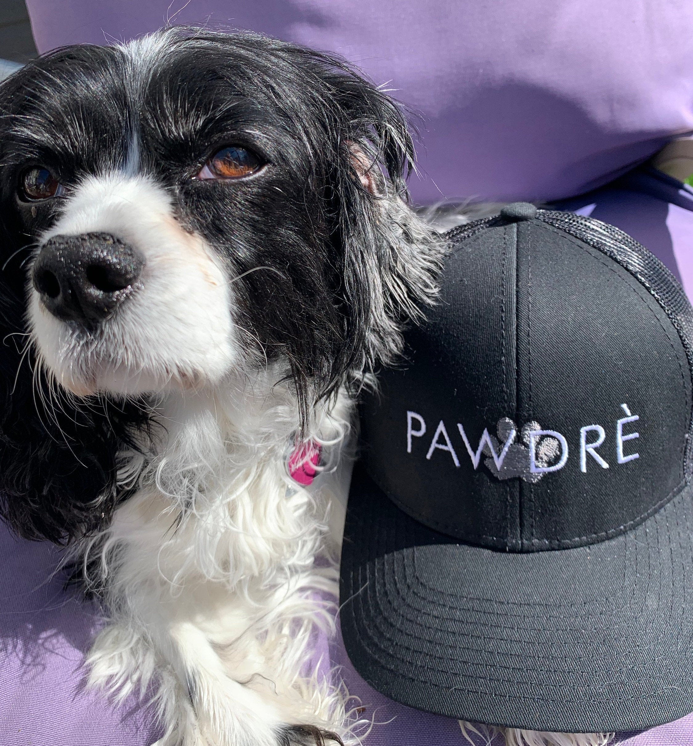 Pawdre Pet Lover&#39;s Structured Hat, Dog Dad Hat, Pawprint Hat